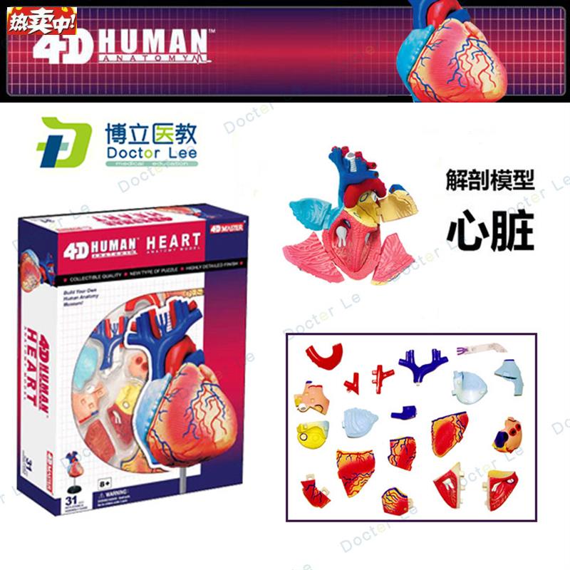 4DMASTER拼装人体模型内脏脑颅骨肌肉手u骨架眼耳牙胃心脏妊娠