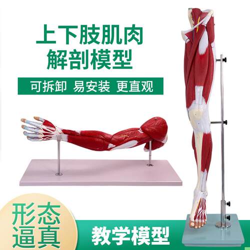 医学人体上下肢肌肉血管神经模型 腿部运动系统 手臂运动肌肉解剖