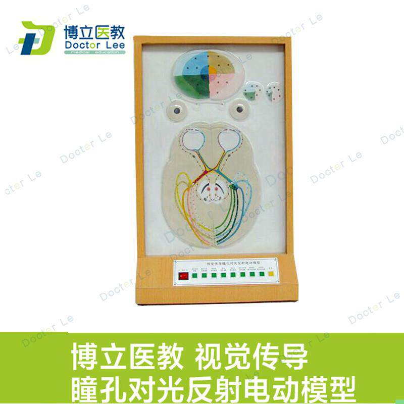 视觉传导瞳孔对光反射电动模型 眼科模型 眼睛视觉成像原理展示