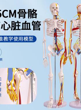 医用85CM人体骨骼带心脏与血管模型附神经及脑 小针刀骨骼模型