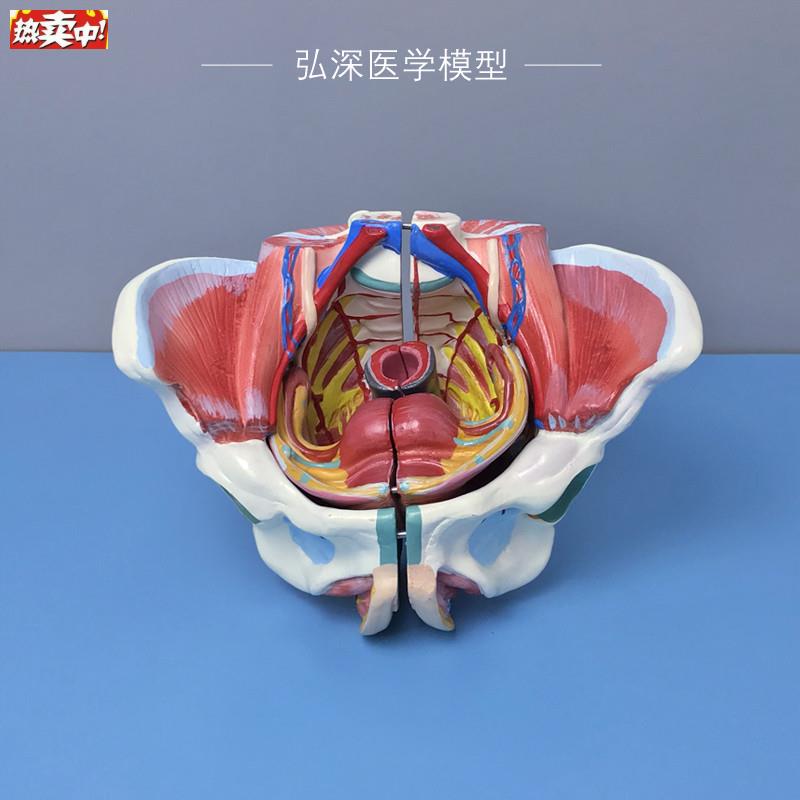 女性骨盆模型子宫肌肉神经血管生殖系统器官解剖可p拆妇产教学模