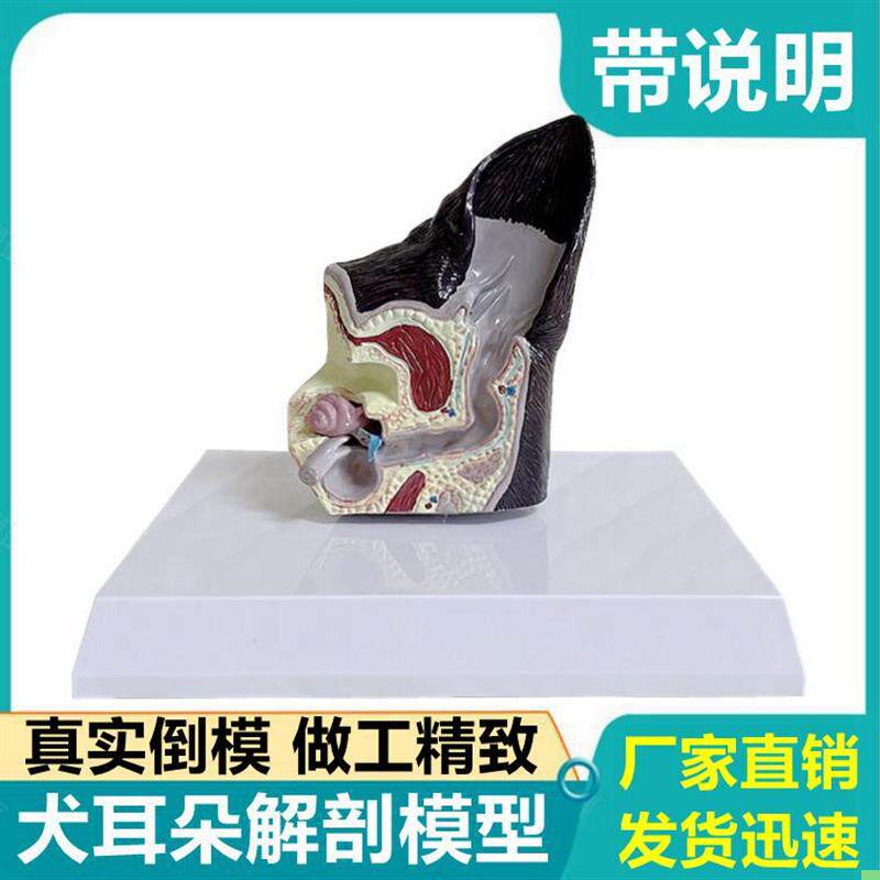 狗狗耳朵解剖模型真实倒模耳蜗内耳皮肤毛发跳蚤虫子叮咬病理变化