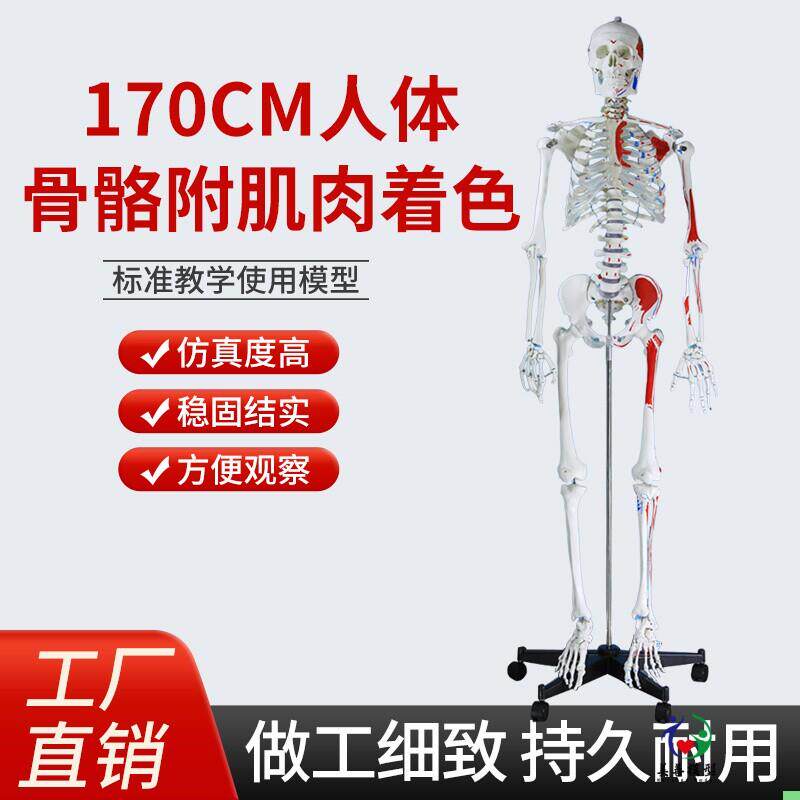 170CM医学全身人体骨骼模型骨盆瑜伽关节可拆卸解剖肌肉结构骨架