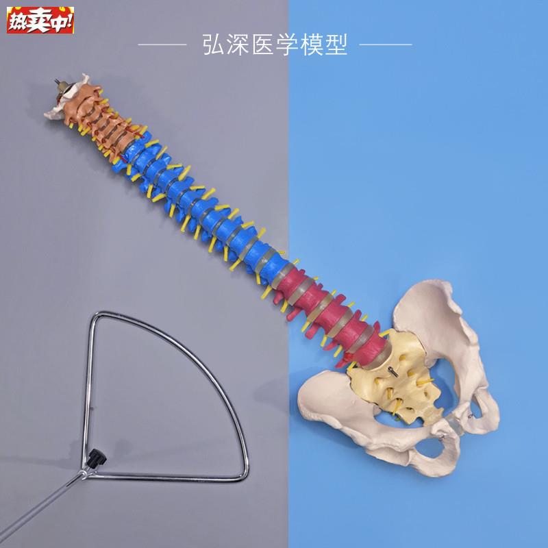 彩色人体脊柱模型带骨盆脊椎间盘神经1q比1颈腰椎中医学正骨科教