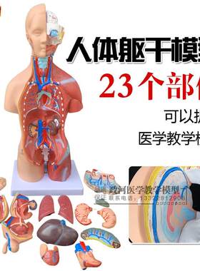 人体模型28CMj躯干人体内脏解剖模型医用教具骨骼儿童益智玩具