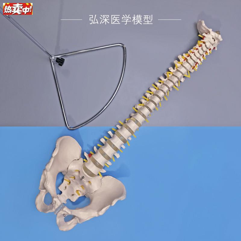 人体脊柱模型脊椎带D尾骨盆颈胸腰椎间盘一比一可弯曲中医正骨教
