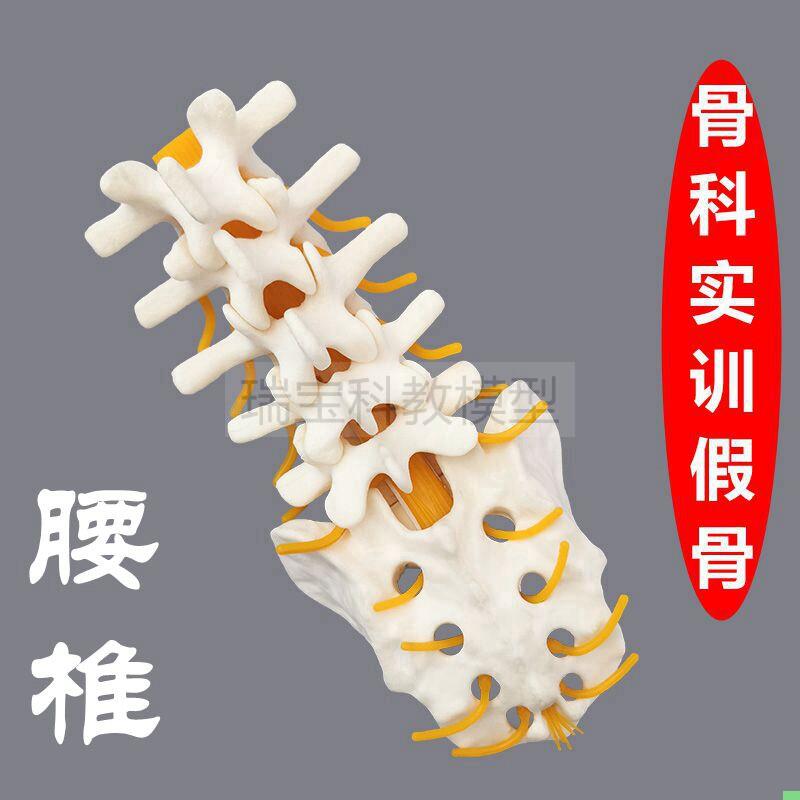 仿真腰椎骨模型人体脊椎带神经椎间盘脊柱手术练习用假骨颈椎胸椎