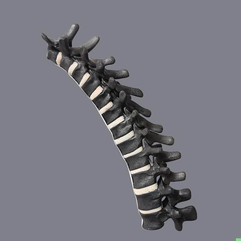 康泰胸椎仿真骨3D显影CT影像扫描三维重建成像骨科术前实训操作用