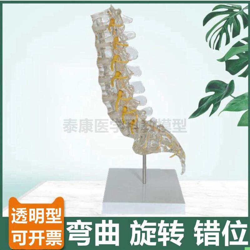 腰椎功能演示脊椎错位旋转侧弯活动椎间盘透明脊柱瑜伽小针刀康复