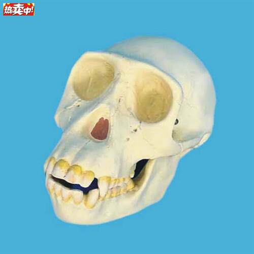 骷髅头黑猩猩头j骨模型骨骼骨架教学模型医用教具