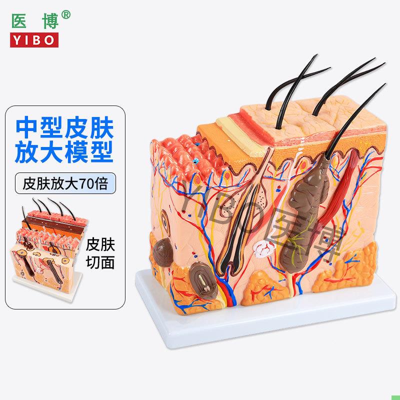医博 皮肤结构解剖模型 美容教学皮肤组织层次立体构造微整形 皮