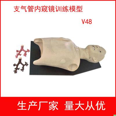 支气管内窥镜检查模型 支气管镜训练模型 内窥镜训练模型