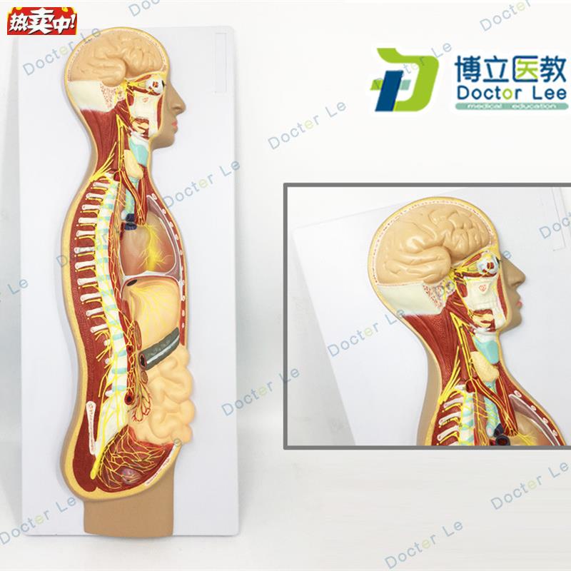 人体自主神经系m统浮雕模型人体医学交感神经系统模型神经解剖