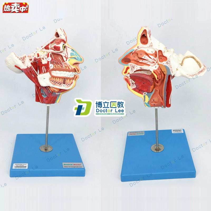 局部解剖模型C头面部血管神经模型脑模型解剖模型颈部肌肉解剖