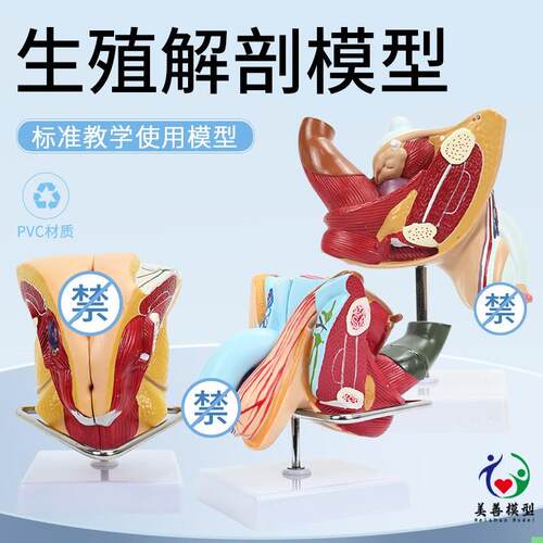 女性生殖解剖 泌尿系统模型 内外生殖 睾丸解剖 男性睾丸阴茎解剖