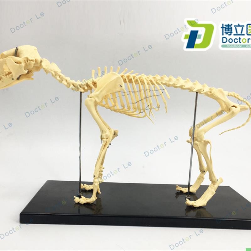 骨科器械 狗骨骼标本模型 宠物动物狗猫犬 教学骨架骨头 骨骼模型