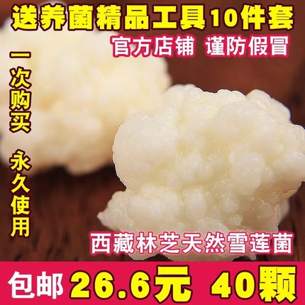 西藏雪莲菌种藏灵菇菌天山雪莲菌开菲尔酸奶菌发酵菌kefir食用菌
