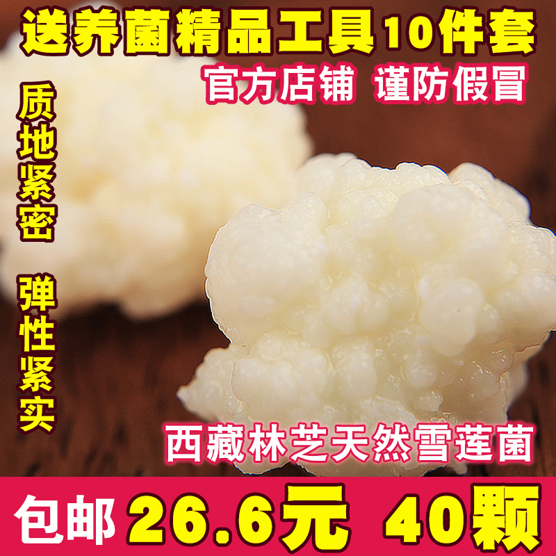 西藏雪莲菌种 藏灵菇菌 天山雪莲菌 自制酸奶菌种 开菲尔菌 kefir