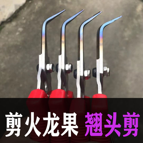 火龙果剪火龙果基地修芽焰剪