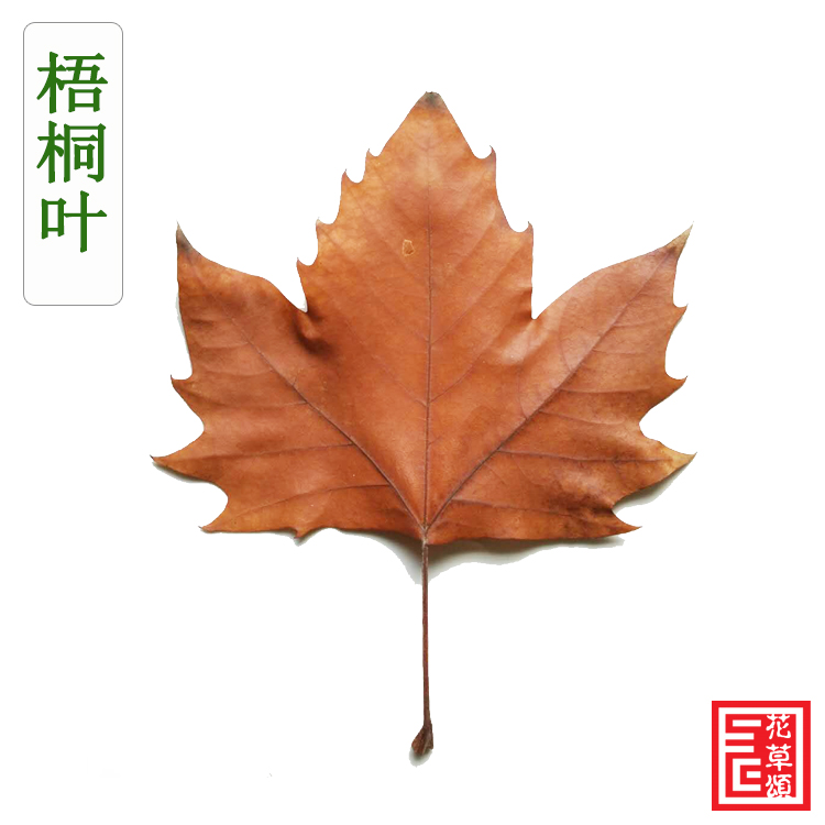 梧桐叶标本干花复古装饰陈列摄影