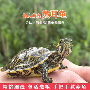 招财黄耳小乌龟宠物龟会认主人的龟苗子家养萌宠活体深水观赏幼龟