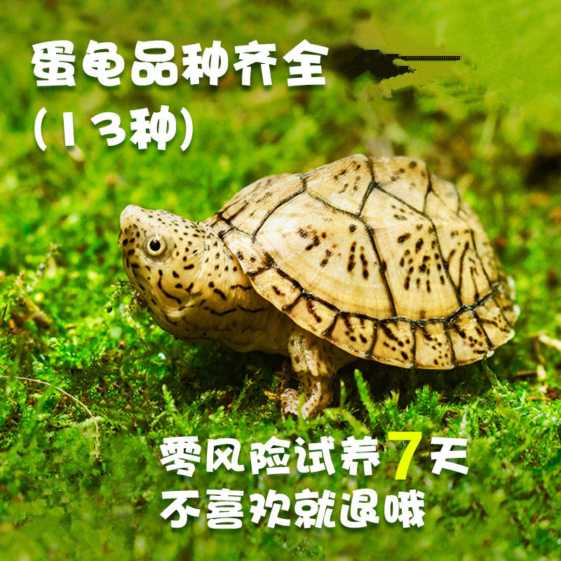 剃刀麝香红面蛋龟圆澳黄头西非乌龟沼泽龟忍者深水龟头盔猪鼻稀有