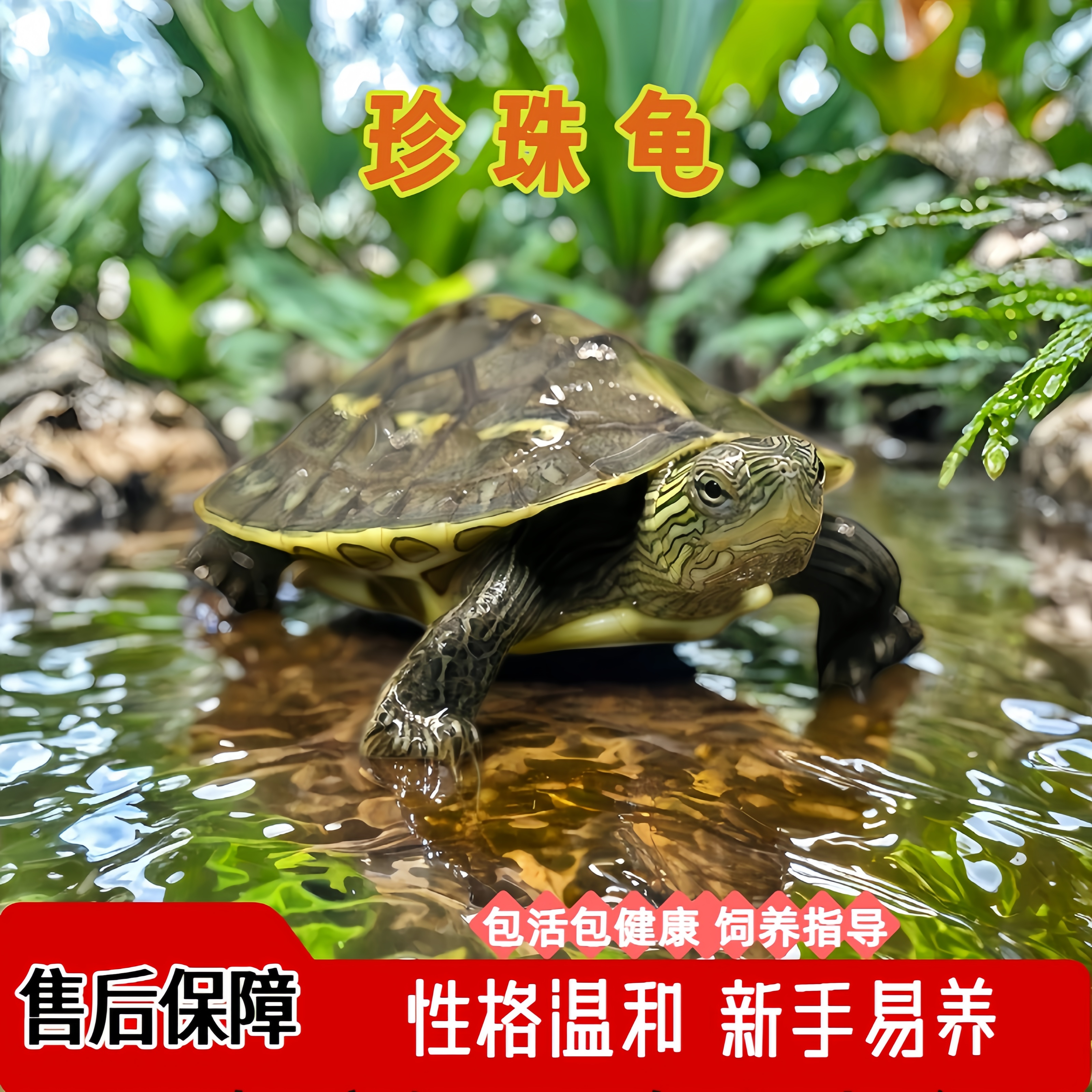 中华花草龟小乌龟活物珍珠龟大龟幼苗子活体宠物水龟活体家养宠物