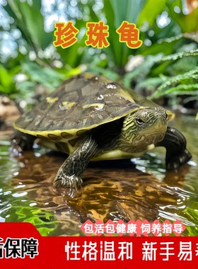 中华草龟珍珠金线幼苗活体花龟