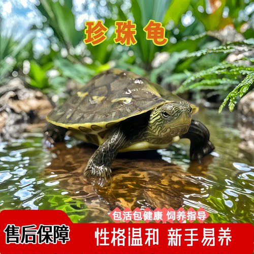 中华草龟珍珠金线幼苗活体花龟