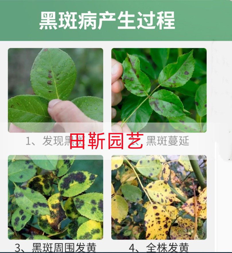 兰花黑斑病炭疽病白绢病专用药蝴蝶兰君子兰专治病害常用药杀菌剂