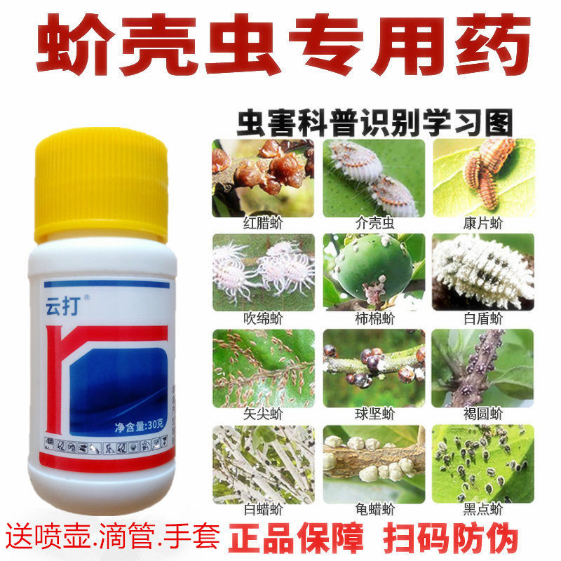 蚧壳虫专用药多肉太阳花幸福树柿子树兰花药介壳虫介蚧必治杀虫剂