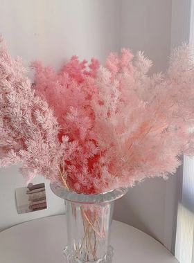 真花永生花蓬莱松80克-100克/束diy材料包干花表白花束摆件真花材