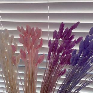 宝石草真干花美人草拍摄道具民宿插花小清新风干草服装店装饰乾燥