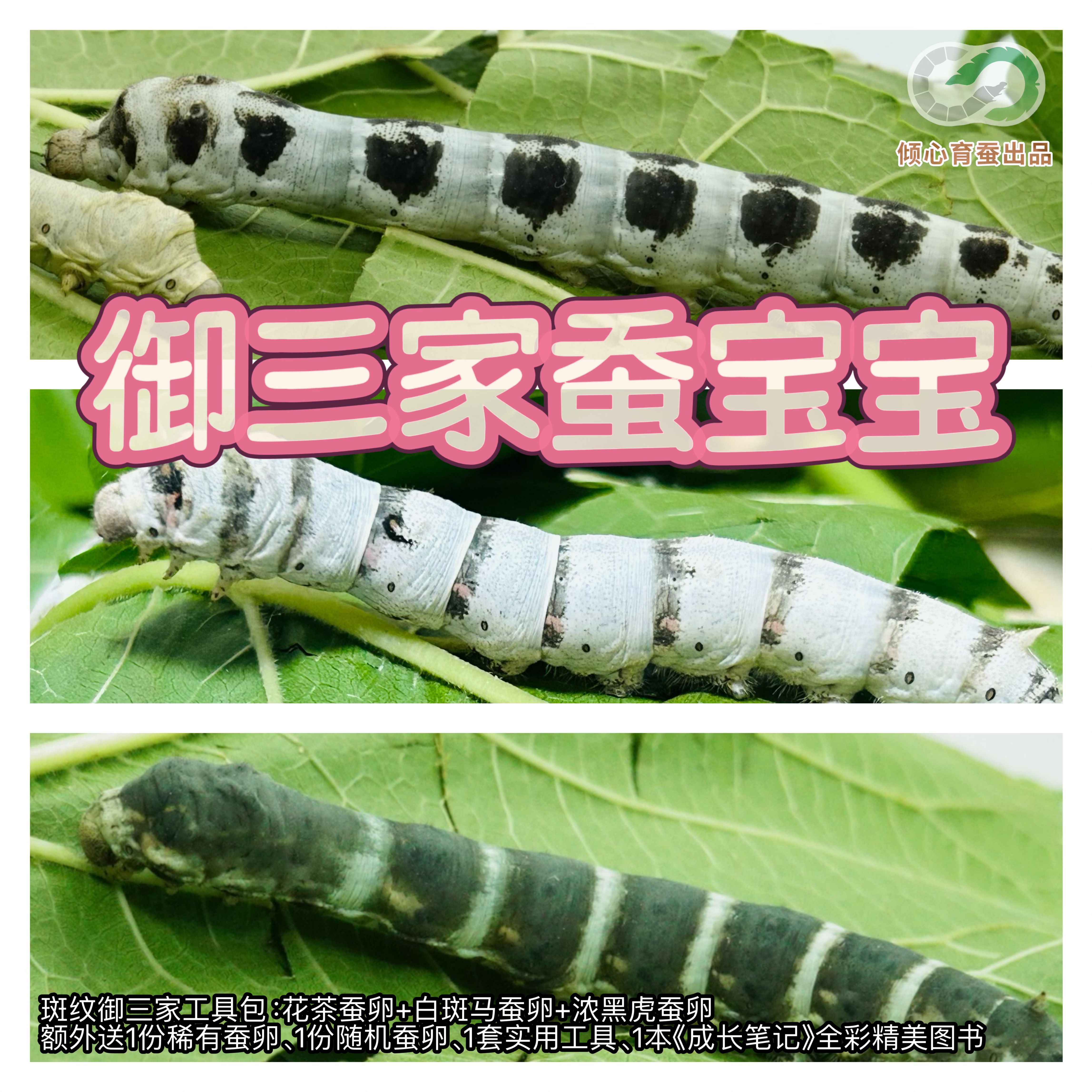 蚕宝宝蚕卵黑虎斑马虎蚕花纹蚕桑叶桑树小学科学养蚕宝宝稀有品种
