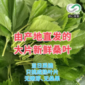 桑叶新鲜蚕宝宝食物蚕卵采摘蚕叶大桑叶嫩桑叶小学科学学生养蚕