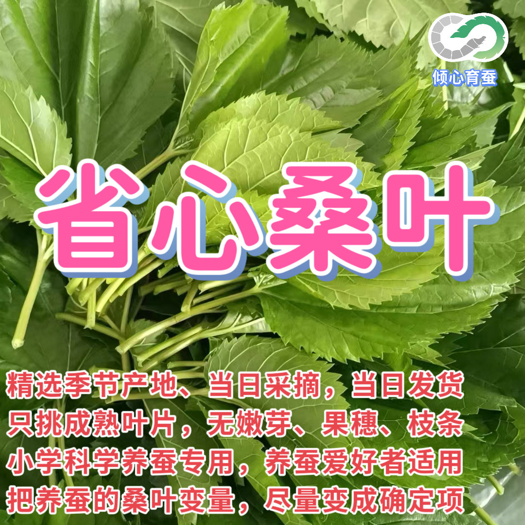桑叶新鲜蚕宝宝食物蚕卵采摘蚕叶大桑叶嫩桑叶小学科学学生养蚕