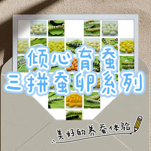 蚕宝宝杂交蚕专项花纹蚕彩茧蚕养蚕宠物黑虎蚕斑马蚕茶斑蚕三类蚕