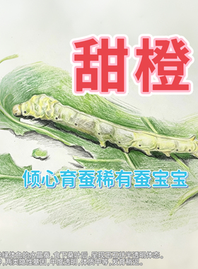蚕卵甜橙蚕宝宝稀有品种绿色蚕茧红茧绿茧桔茧黄茧养蚕丝彩茧彩色
