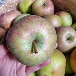 正宗大国光苹果老国光果光酸甜可口大连苹果新鲜水果5斤多省包邮