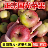 正宗东北国光苹果老树小国光老果光新鲜水果酸甜口味5斤多省 包邮