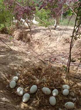 正宗散养鲜土鹅蛋大四川120-130g