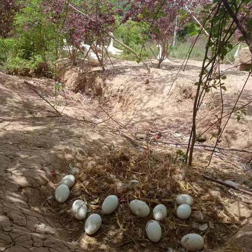 正宗散养鲜土鹅蛋大四川120-130g