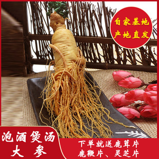 鲜人参新鲜泡酒专用东北长白山特大整枝山参500g克单支保鲜白人参