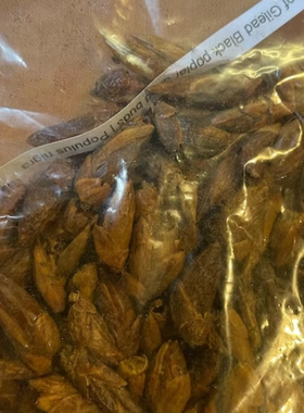 基列香脂 Balm of gilead 干草根 调香材料 干品 浸泡油