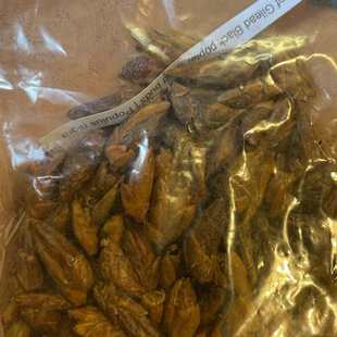 gilead 干草根 调香材料 浸泡油 基列香脂 干品 Balm