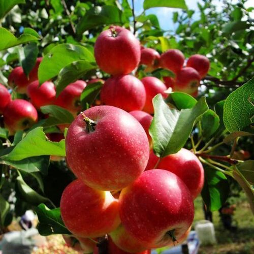 东北特产123小苹果沙果新鲜当季应季孕妇水果酸甜脆海棠花红苹果