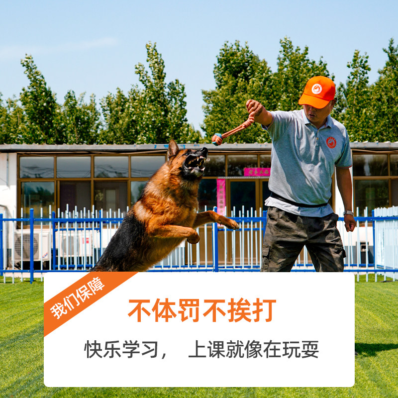 宠物训练狗狗咬人扑人大小便训练训狗学校训犬教程