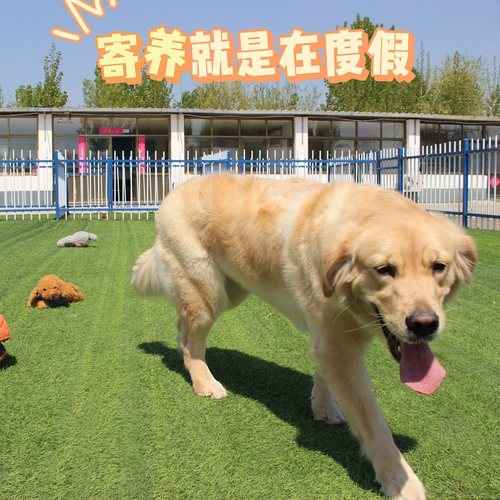 犬喜堂宠物寄养训练训练狗狗