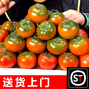 正宗绿腚铁皮柿子【送货上门】露天碱地草莓西红柿新鲜水果小番茄