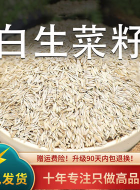 生菜籽中药材生菜子孑莴苣子